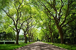 胡同,分支机构,华盖