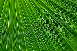 抽象,背景,植物学