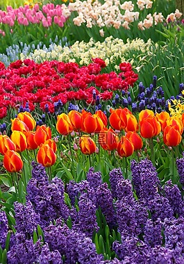 美丽,盛开,开花