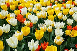 美丽,盛开,开花