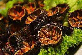 oursins,海胆,动物