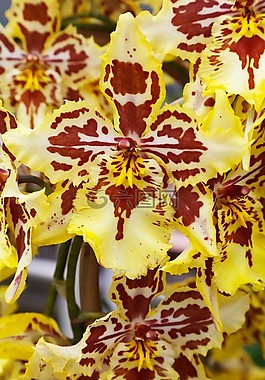 美丽,盛开,开花