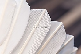 羽毛球,毽子,羽毛