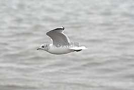 青鱼鸥,海鸥,鸥