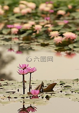 荷花,莲花,倒影