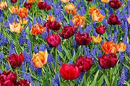 橙色,郁金香,花