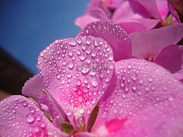 花,水,出