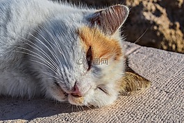 猫,迷路,懒