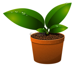 绿色的树叶,植物,增长