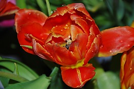 花,橙色,红色