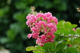 花,紫微花,百日花