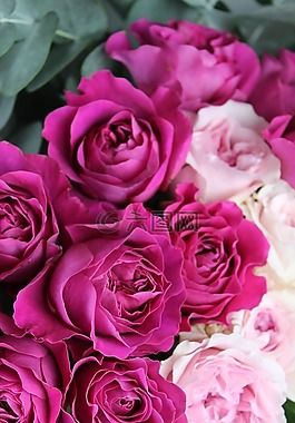 花,花卉摄影,玫瑰