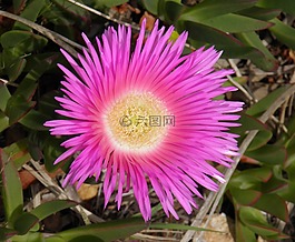 粉红色,花,多汁
