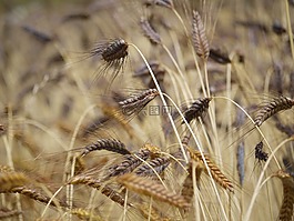 二粒小麦,黑色,红色