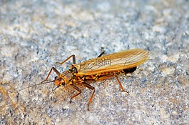 昆虫,蝉,人声