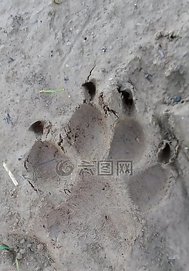 爪,再版,痕迹
