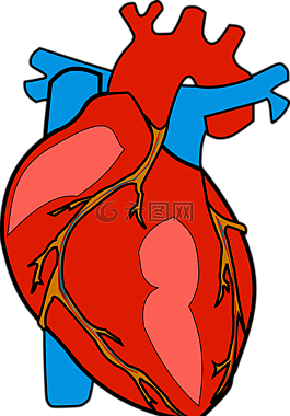 解剖,医疗保健,心