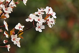 樱花,樱桃树,旅行