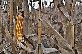 玉米的普通,性质,饮食