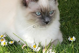 布娃娃,宿醉,猫