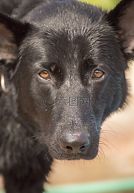 德国牧羊犬,狗,德国