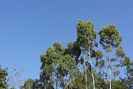 蓝天,绿树,挺拔