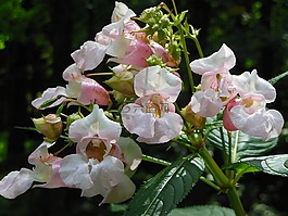 凤仙花短柄,花卉,性质