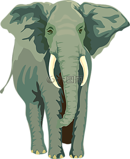 象,动物,哺乳动物