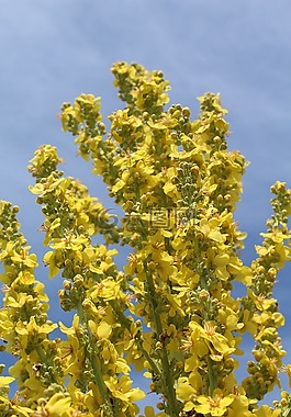 毛毡kongelys,kongelys,verbascum