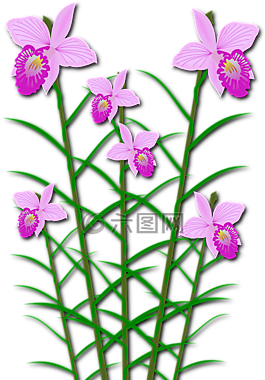 剪贴画,弗洛尔,植物区系