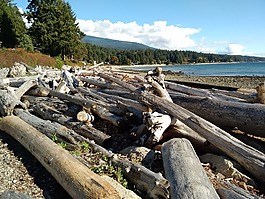 树干,海滩,场面