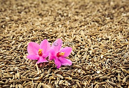 兰有害生物防治,花,孜然