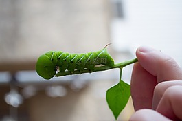 毛虫,绿色,昆虫