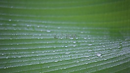 露,秋天的落叶,露滴