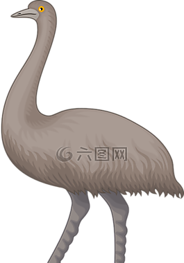 动物,澳大利亚,鸟