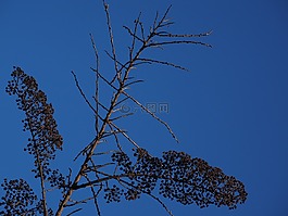 新娘 spiere,观赏灌木,枯萎