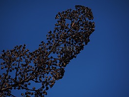 观赏灌木,枯萎,干