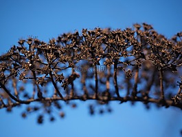 观赏灌木,枯萎,干