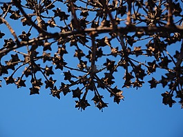 观赏灌木,枯萎,干