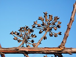 花序,观赏灌木,枯萎