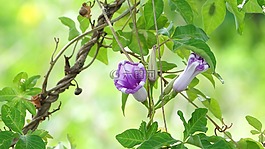 花,牽牛花,植物