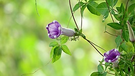花,牽牛花,植物