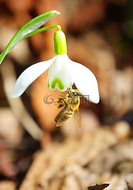 蜜蜂,授粉,蜂蜜