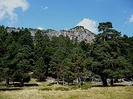 松林,山,景观