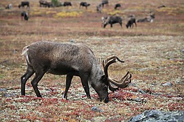 驯鹿,牛群,牧场