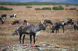 驯鹿,牛群,牧场