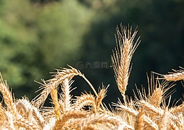 epi,夏季,小麦