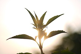 草本植物,鲜花,背景