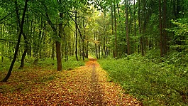 森林,秋,乱抛垃圾