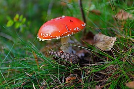 蘑菇,鹅膏菌,森林